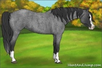 Horse Color:Blue Roan Splash 