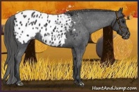 Horse Color:Black Appaloosa Rabicano 