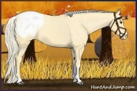 Horse Color:Palomino Tobiano Snowcap 