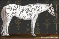 Horse Color:Grullo Appaloosa 
