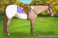 Horse Color:Amber Champagne Appaloosa 