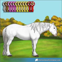 Horse Color:Liver Chestnut Mushroom Sabino Appaloosa and Liver Chestnut Sabino Splash Appaloosa