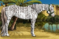 Horse Color:Liver Red Roan Sabino and Gold Champagne Sabino Splash Varnish