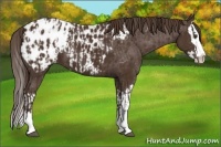 Horse Color:Liver Chestnut Sabino Splash Appaloosa and Liver Chestnut Sabino Splash Appaloosa
