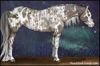 Horse Color:White Spotted Liver Chestnut Ice Sabino Splash Rabicano and White Spotted Liver Chestnut Ice Sabino Splash Appaloosa
