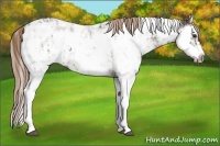 Horse Color:Liver Chestnut Sabino Splash Appaloosa  and Liver Chestnut Sabino Splash Frame Appaloosa 