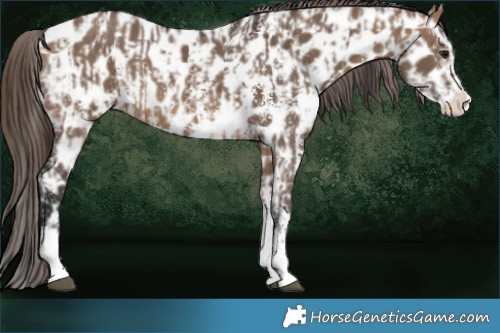 Horse Color:Brown Dun Sabino Splash Appaloosa  and Brown Dun Sabino Splash Appaloosa 