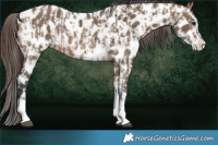 Horse Color:Brown Dun Sabino Splash Leopard  and Brown Dun Sabino Splash Leopard 