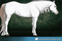 Horse Color:Brown Dun Sabino Splash Appaloosa  and Brown Dun Sabino Splash Appaloosa 