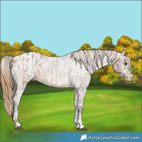Horse Color:Brown Dun Sabino Splash Appaloosa Brindle  and Chocolate Buckskin Dun Sabino Splash Appaloosa Brindle 