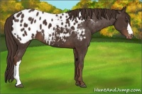 Horse Color:Liver Chestnut Appaloosa 