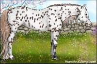 Horse Color:Bay Sabino Splash Appaloosa  and Liver Chestnut Sabino Splash Appaloosa 
