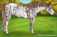 Horse Color:Liver Chestnut Sabino Splash Appaloosa and White Spotted Liver Chestnut Sabino Splash Appaloosa