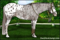 Horse Color:Liver Chestnut Sabino Splash Appaloosa  and Liver Chestnut Sabino Splash Appaloosa Rabicano 