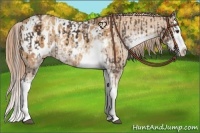 Horse Color:Liver Chestnut Sabino Splash Appaloosa  and Gold Champagne Sabino Splash Appaloosa 