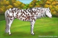 Horse Color:Bay Sabino Splash Appaloosa  and Bay Sabino Splash Appaloosa 