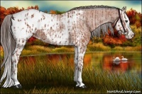 Horse Color:Bay Sabino Splash Appaloosa  and Bay Sabino Splash Appaloosa 