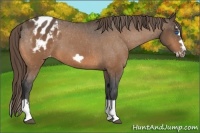 Horse Color:Buckskin Splash Frame Appaloosa