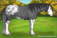 Horse Color:Blue Roan Sabino Splash Appaloosa  and Blue Roan Sabino Splash Appaloosa 