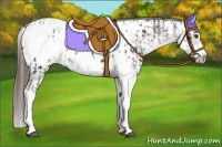 Horse Color:Liver Chestnut Sabino Splash Appaloosa and Liver Chestnut Sabino Splash Frame Appaloosa