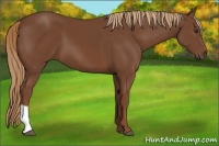 Horse Color:Chestnut 
