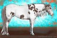 Horse Color:Liver Red Roan Sabino Splash Appaloosa  and Liver Red Roan Sabino Splash Appaloosa 