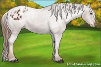 Horse Color:Chestnut Appaloosa