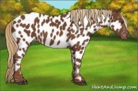 Horse Color:Chestnut Appaloosa 