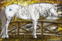 Horse Color:Liver Chestnut Sabino Splash Frame Appaloosa  and Liver Red Dun Sabino Splash Frame Appaloosa 