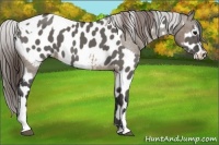 Horse Color:Brown Dun Near Fewspot and Grullo Leopard