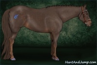Horse Color:Liver Chestnut 
