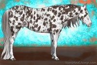 Horse Color:Liver Chestnut Sabino Splash Appaloosa  and Liver Chestnut Sabino Appaloosa 