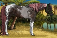 Horse Color:Painted Bay Ice Tobiano