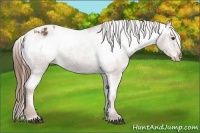 Horse Color:Chestnut Appaloosa