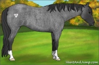 Horse Color:Blue Roan 
