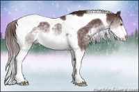 Horse Color:Chocolate Buckskin Chinchilla Sabino Tobiano Rabicano