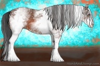 Horse Color:White Spotted Bay Sabino 
