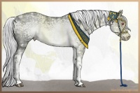 Horse Color:White Spotted Silver Grullo Chinchilla Ice Tobiano