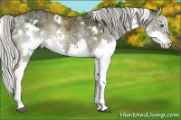 Horse Color:White Spotted Chocolate Palomino Ice Splash 