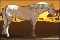 Horse Color:Red Dun Appaloosa