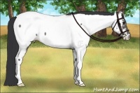 Horse Color:Grullo Appaloosa Brindle 