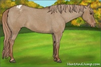 Horse Color:Red Dun Appaloosa 