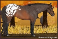 Horse Color:Brown Appaloosa 