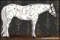 Horse Color:Silver Grullo Appaloosa 