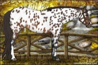 Horse Color:Brown Near Leopard 