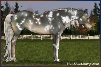 Horse Color:White Spotted Liver Chestnut Rabicano 
