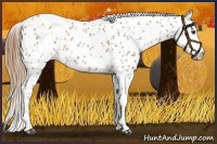 Horse Color:Red Roan Appaloosa 