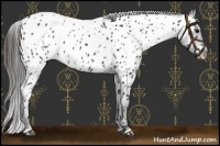 Horse Color:Black Near Leopard 