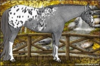 Horse Color:Black Appaloosa 
