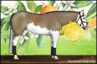 Horse Color:Liver Red Dun Splash